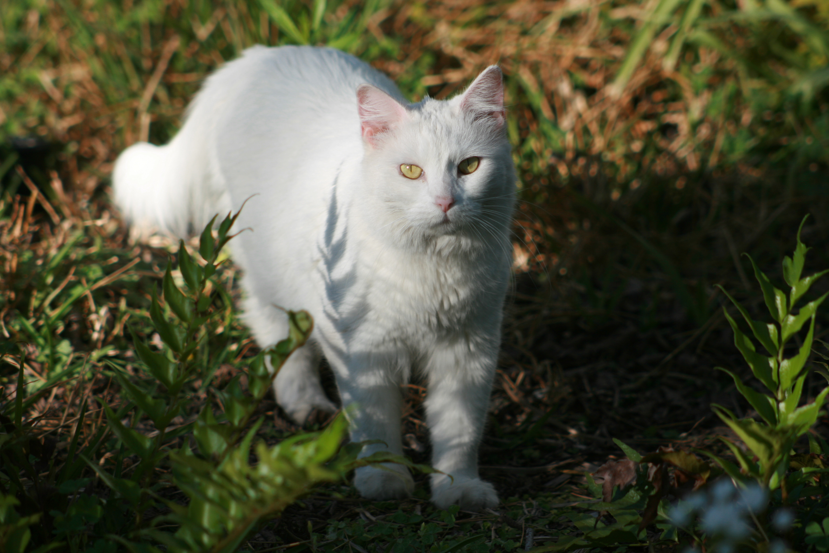 King William Community Cat