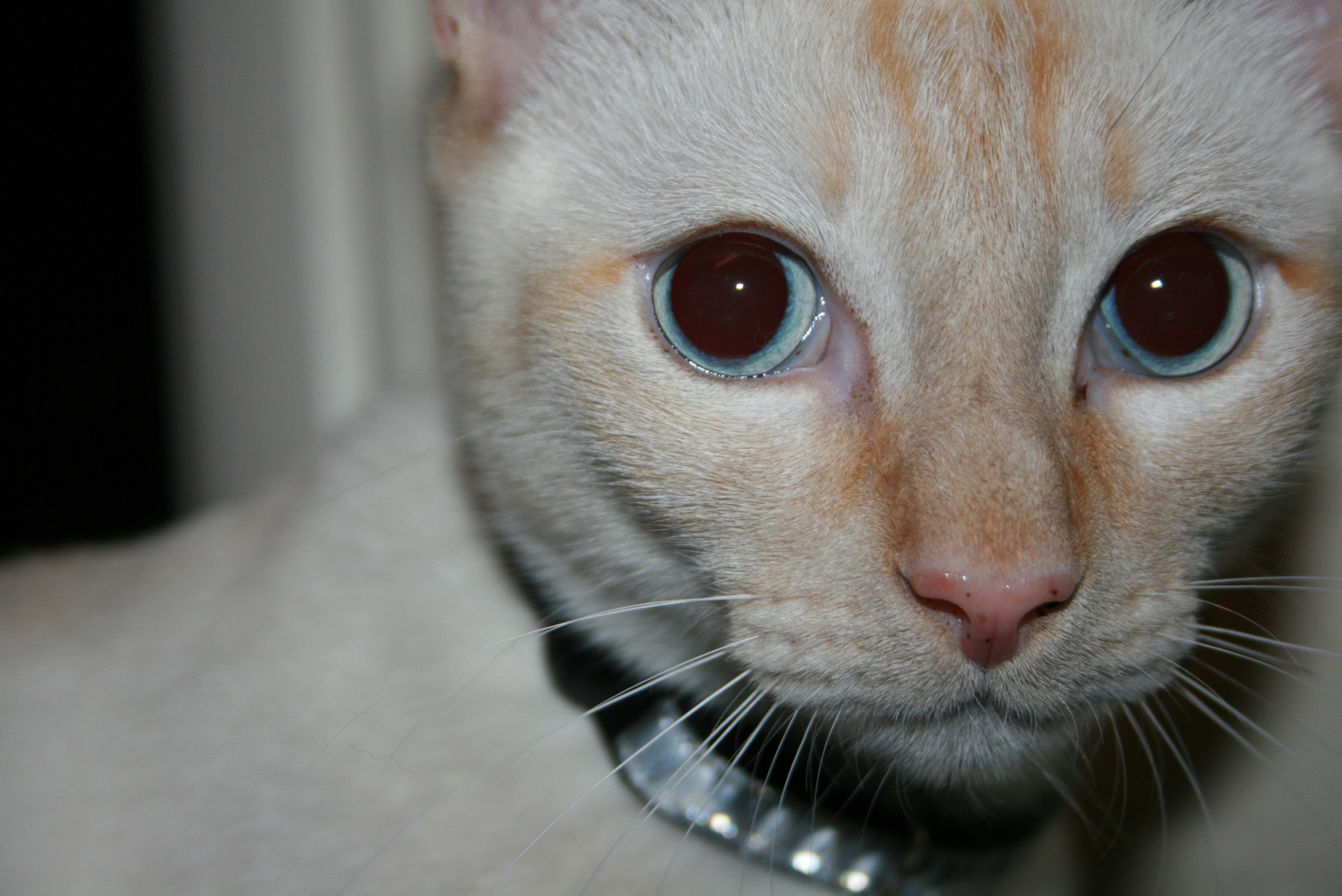Cannoli, a formerly stray Siamese mix, was the inspiration for The Cannoli Fund for Dogs and Cats.