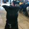 Beto, a formerly stray dog found wandering in King William, waits for his turn for a check up at the vet