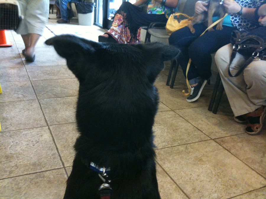 Beto, a formerly stray dog found wandering in King William, waits for his turn for a check up at the vet