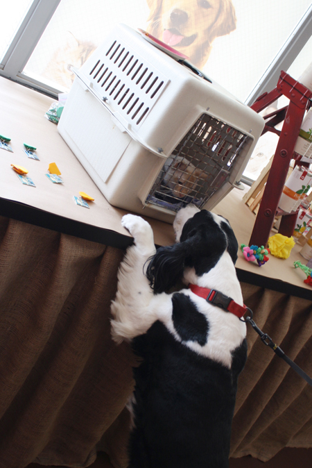 Cannoli and Samson Meet