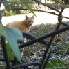 feral cat in king william