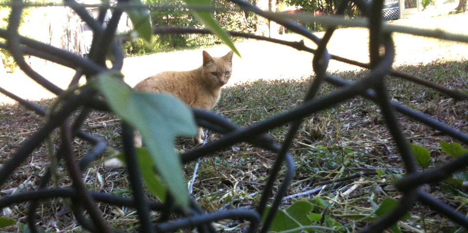 feral cat in king william