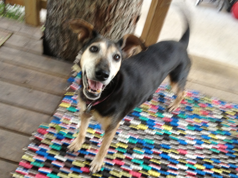 Viola, a senior dog rescued by The Cannoli Fund