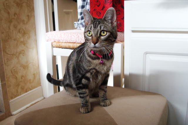 Tabby kitten sitting on a stool in his forever home.
