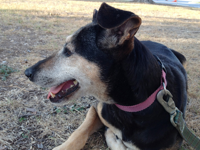 Viola, a senior dog, looks to the future as she leaves the Brackenridge High School parking lot.