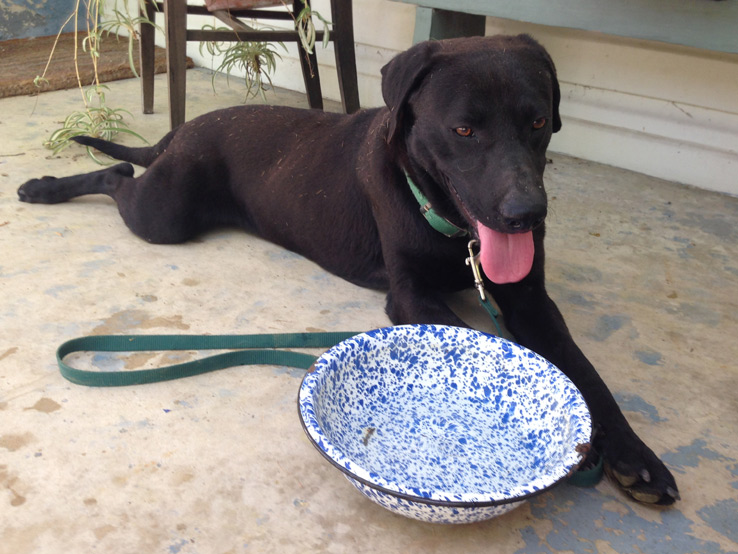Frank, a stray dog who had running around King William for two weeks, is being helped by The Cannoli Fund for Dogs and Cats. He is being treated for heartworms, fleas and ticks, getting neutered, receiving all of his shots, and being fattened up!