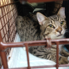 This community cat took The Cannoli Fund's Community Cat Carpool to be spayed and receive vaccinations.
