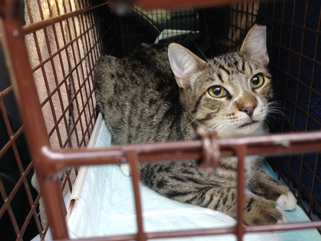 This community cat took The Cannoli Fund's Community Cat Carpool to be spayed and receive vaccinations.