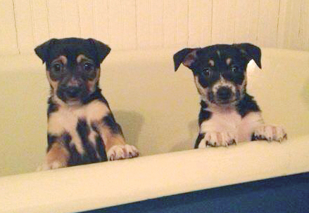 The Cannoli Fund provided assistance to these puppies in order for them to be spayed and neutered and receive their shots.