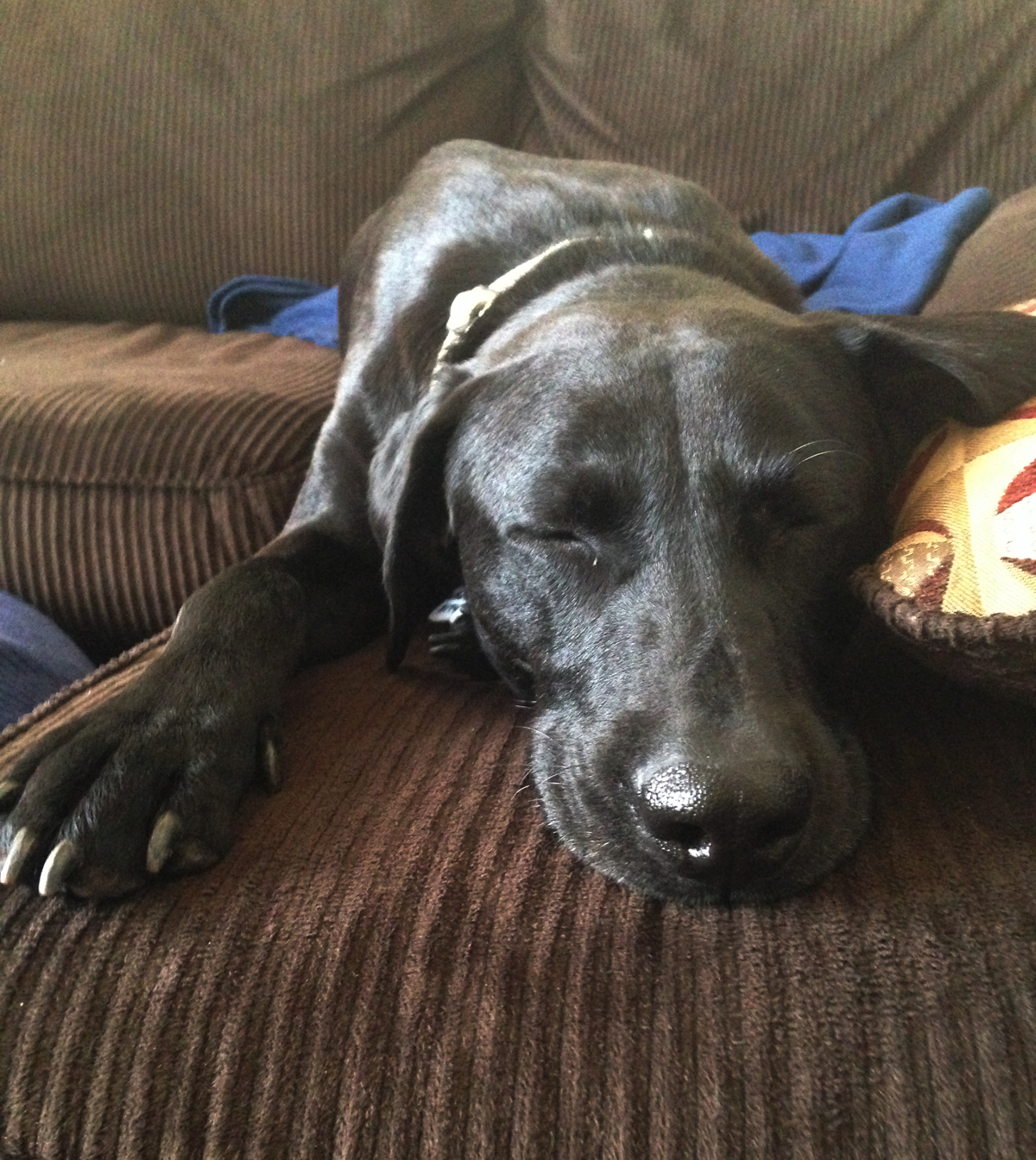 Frank the dog safe and happy in his forever home