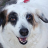 Diva the dog was the beneficiary of a Cannolicare grant for medical treatment for heartworm disease