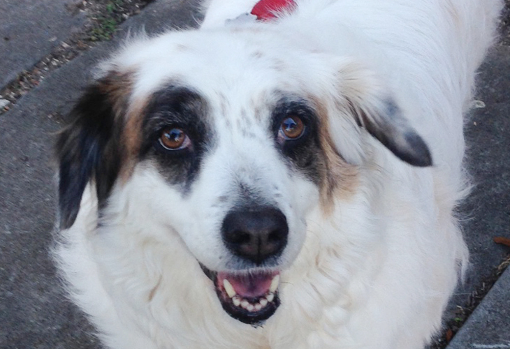 Diva the dog was the beneficiary of a Cannolicare grant for medical treatment for heartworm disease