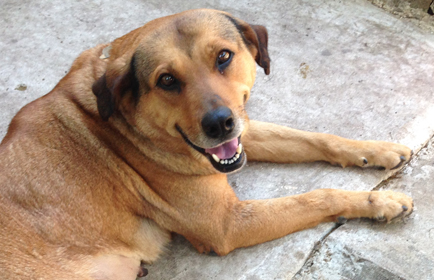 Rescued from the streets in Lavaca and recipient of The Cannoli Fund's Cannolicare medical grant program, Sunny/Lucy enjoys her foster home