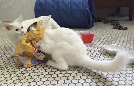 These kittens, pulled from a feral colony in Lavaca, enjoy pet food.