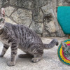 2016 fiesta medal cat model San Antonio